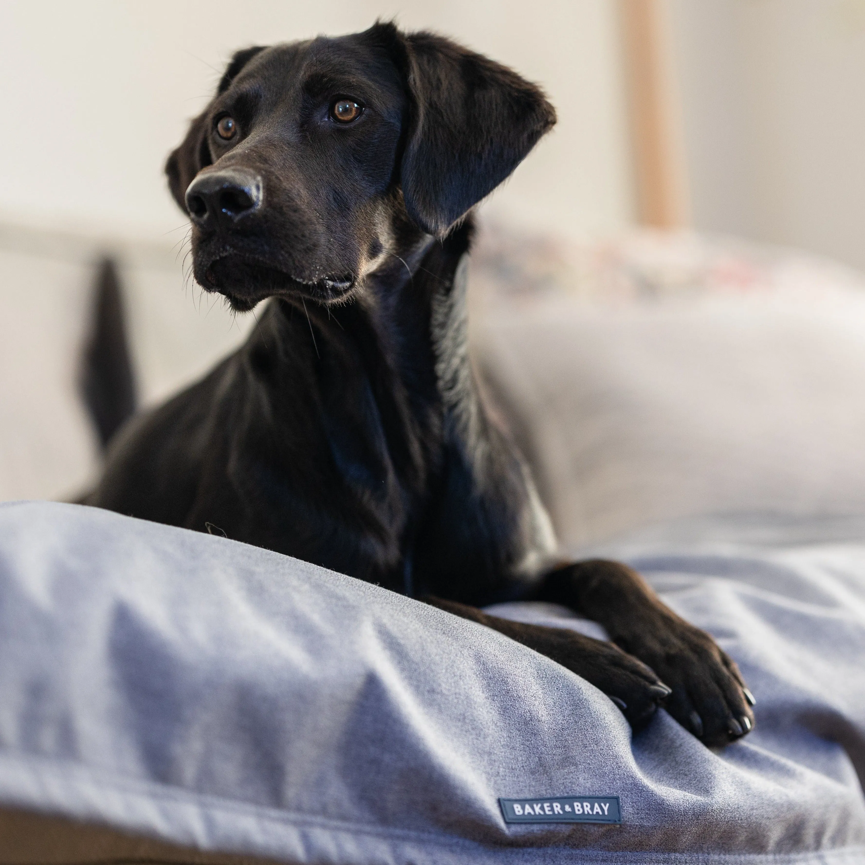 Baker & Bray Temperature Regulating Dog Blanket
