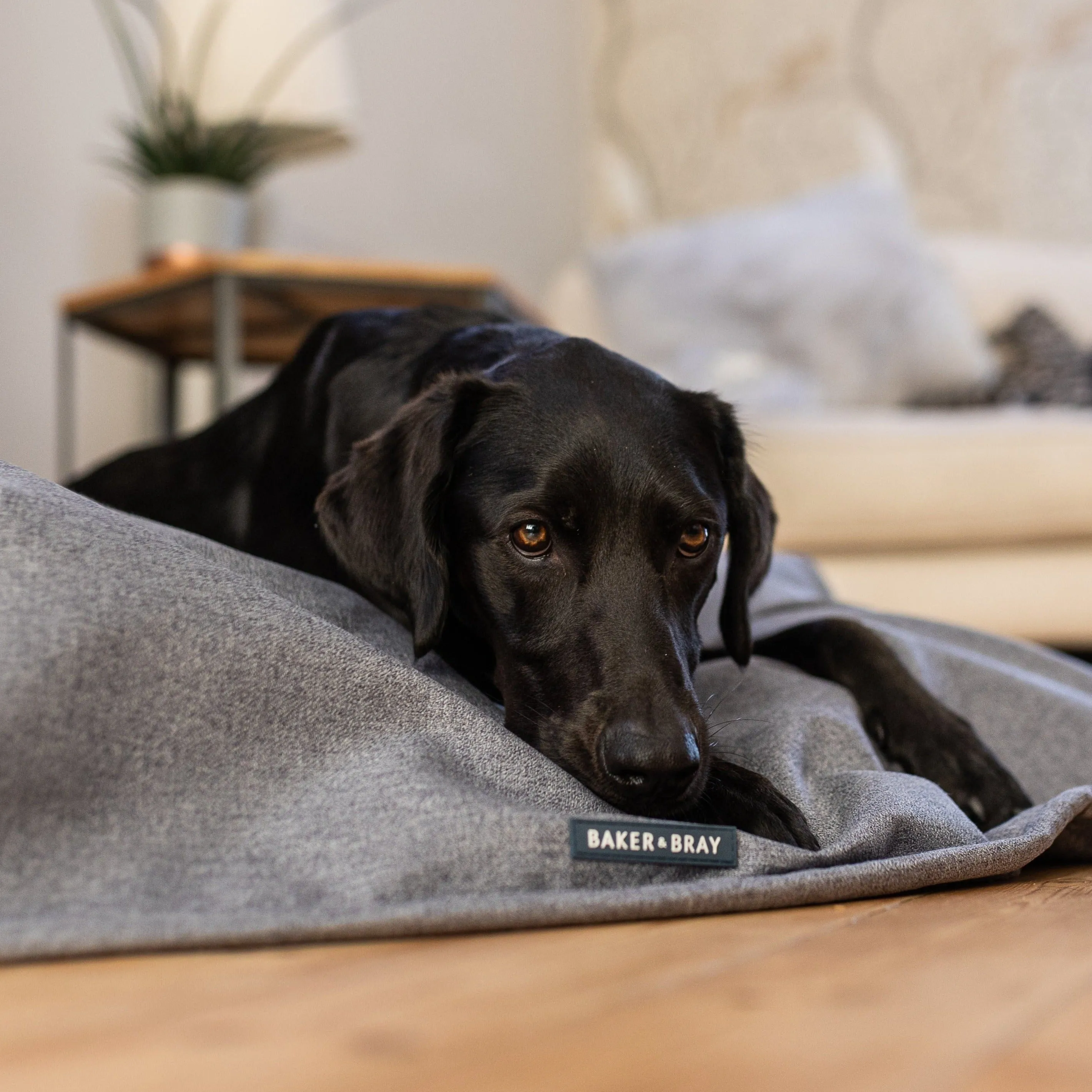 Baker & Bray Temperature Regulating Dog Blanket