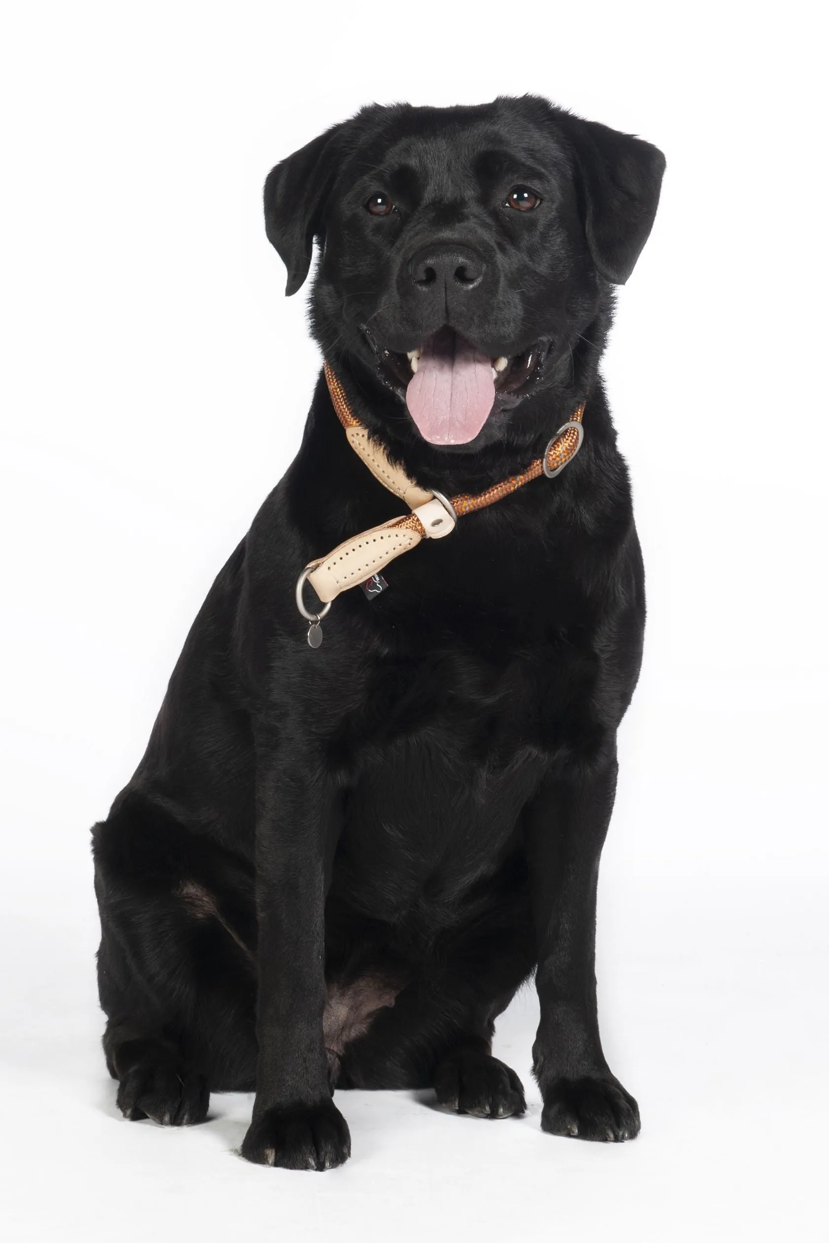 Dogs Training Collar Anam Cara Rope