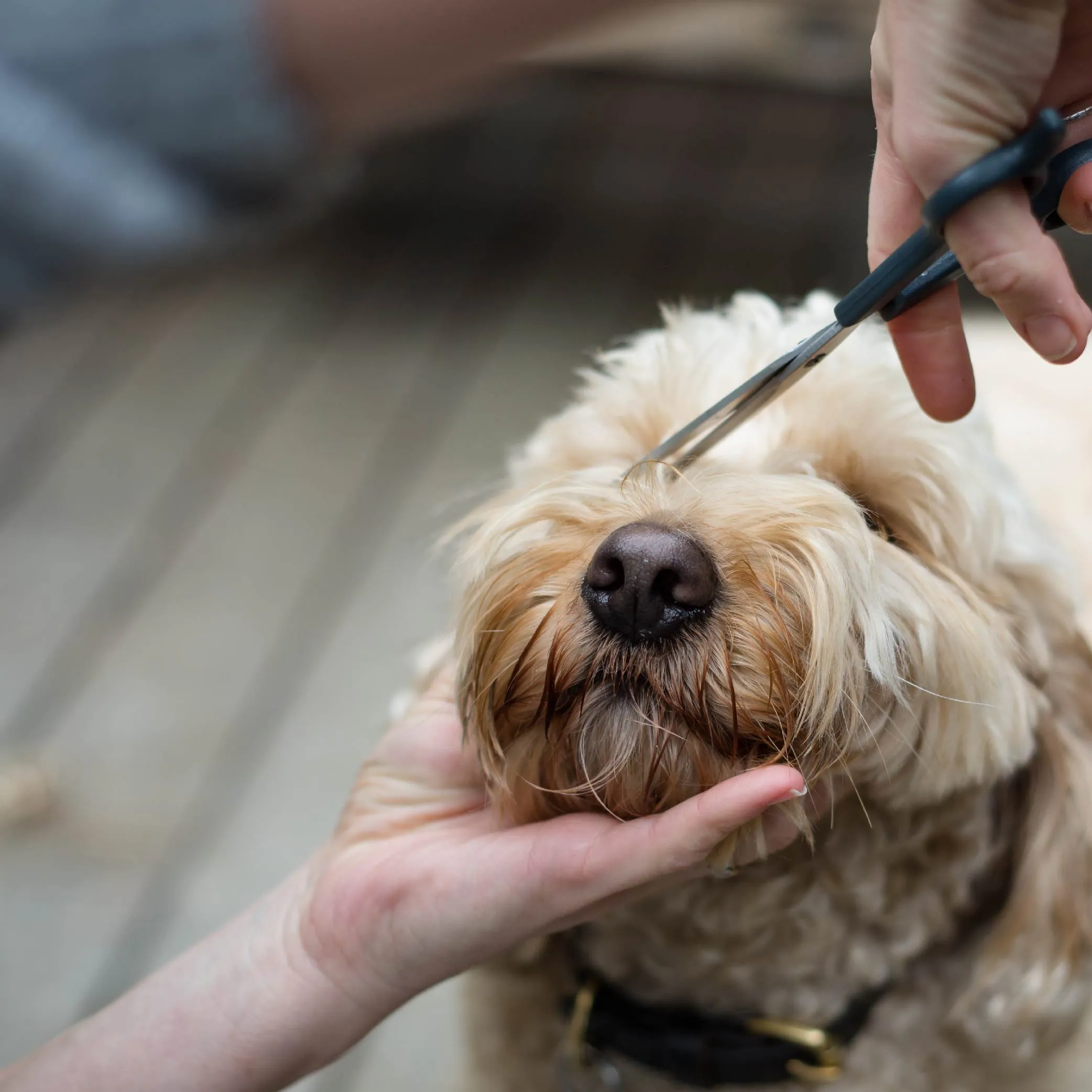 Grooming Scissors