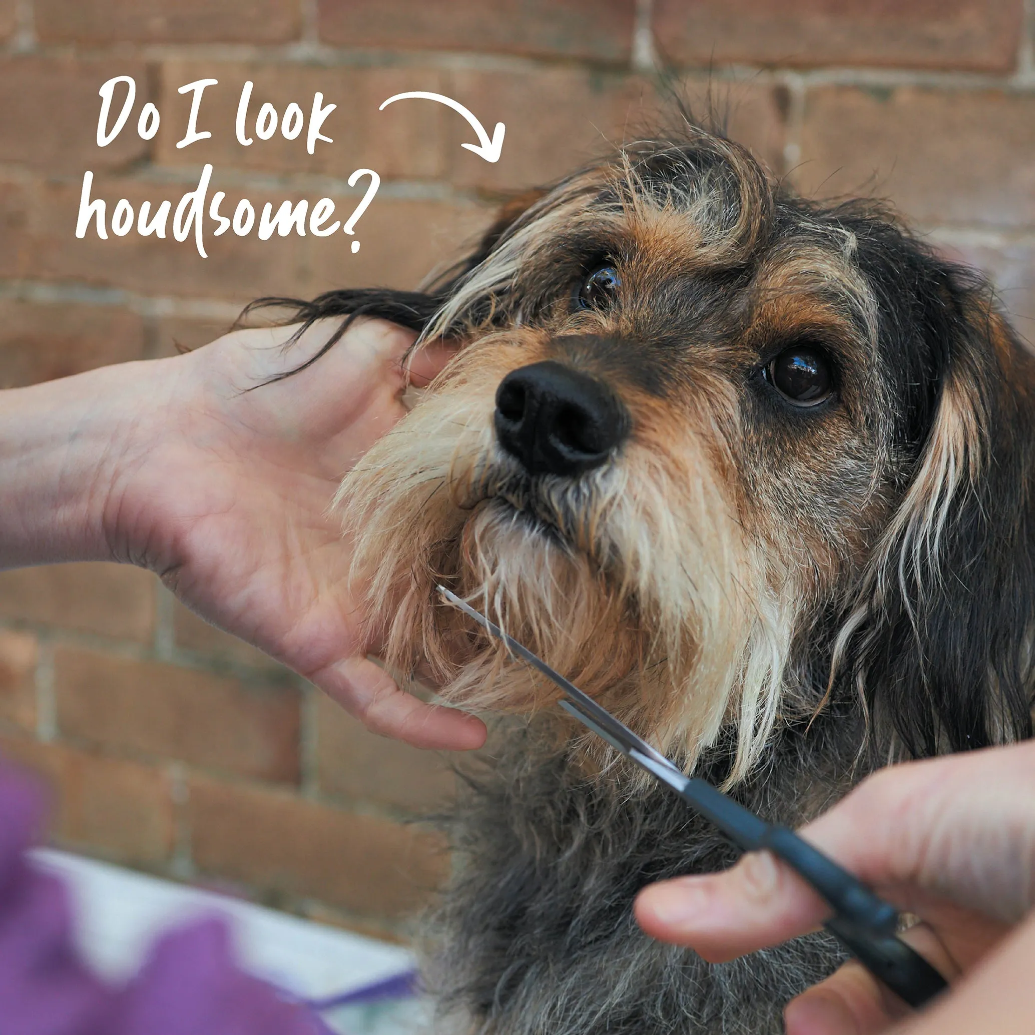 Grooming Scissors