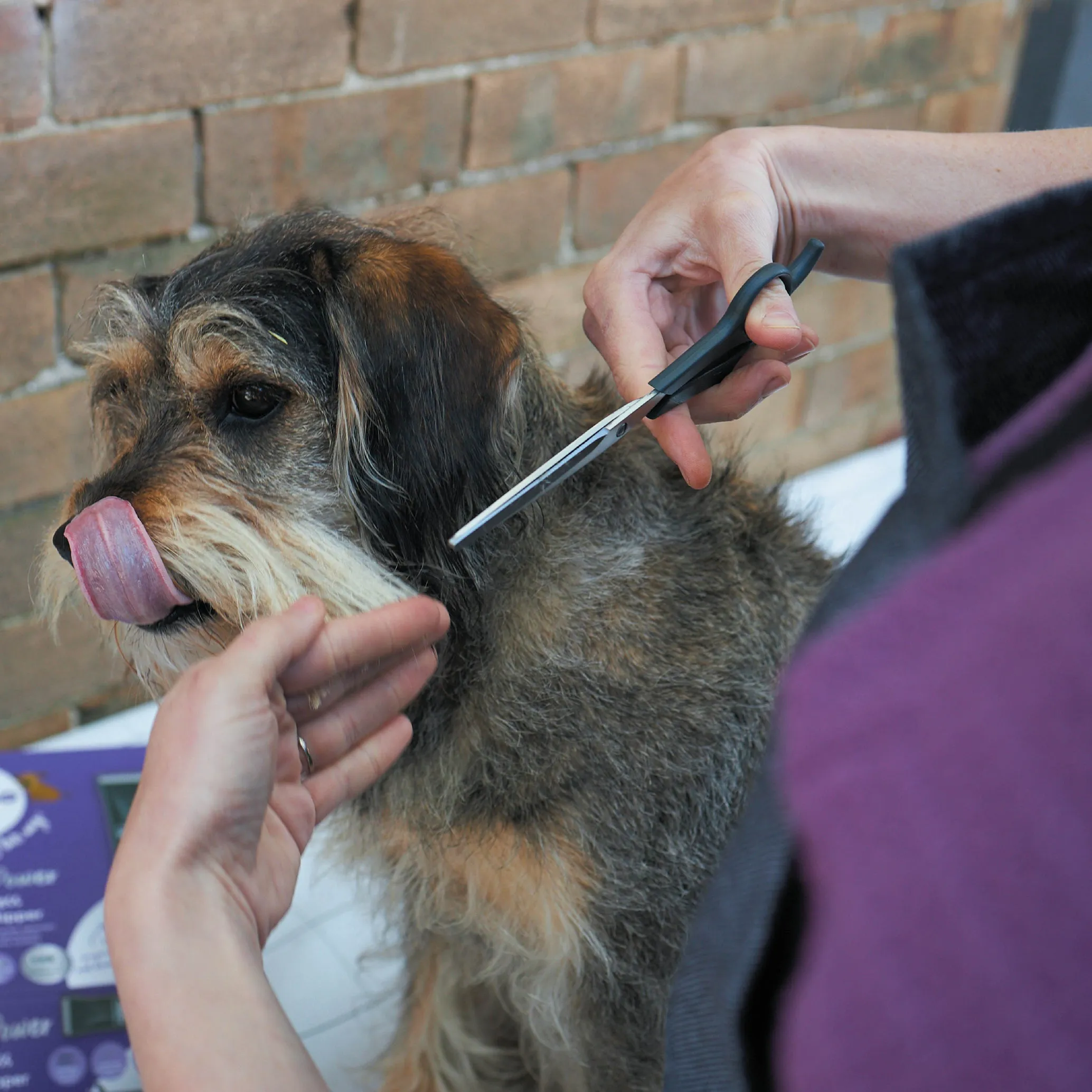 Grooming Scissors