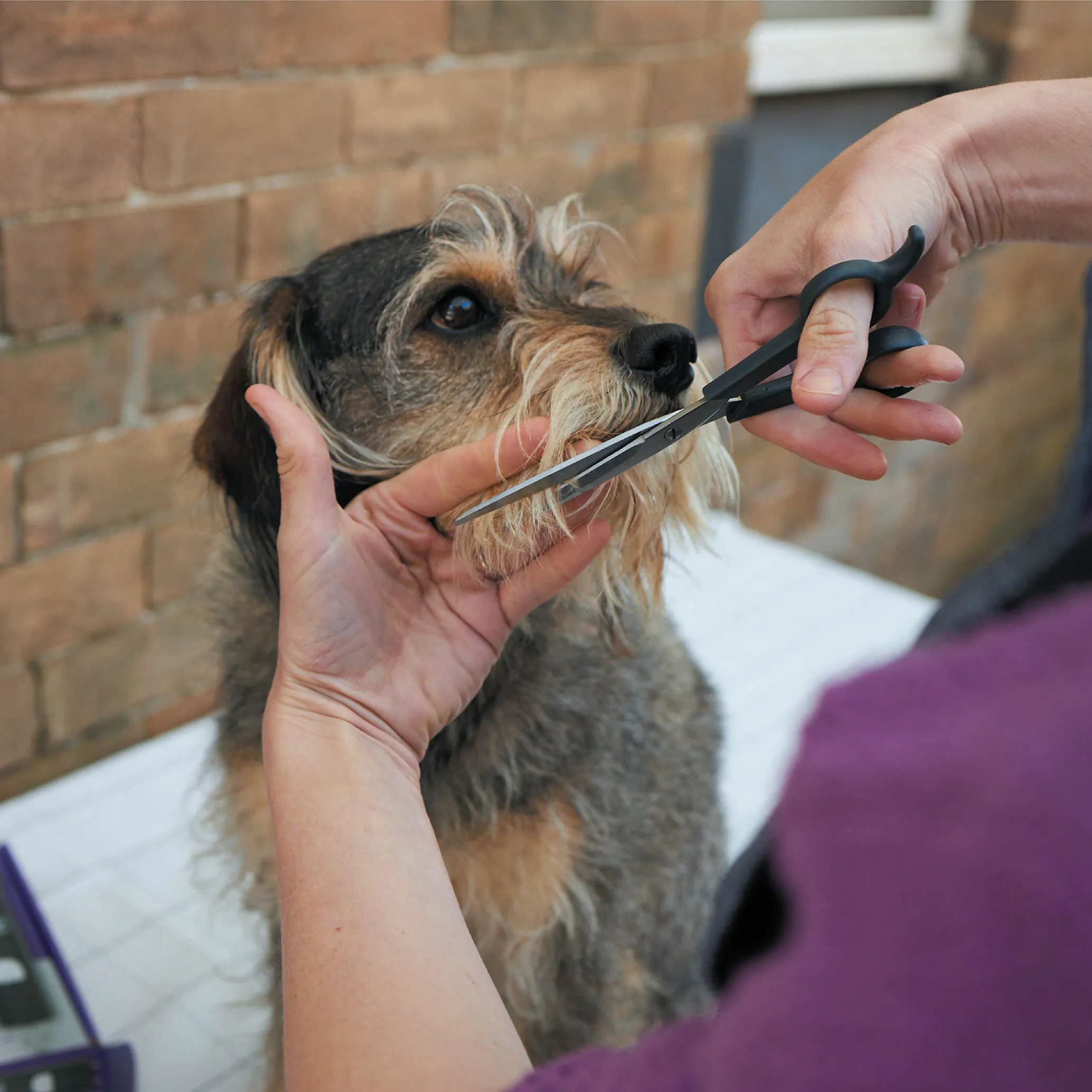 Grooming Scissors