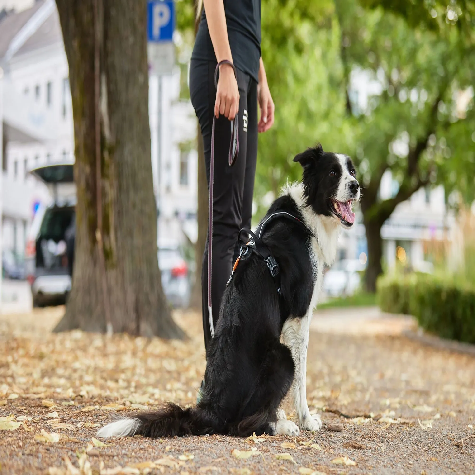 Move Leash
