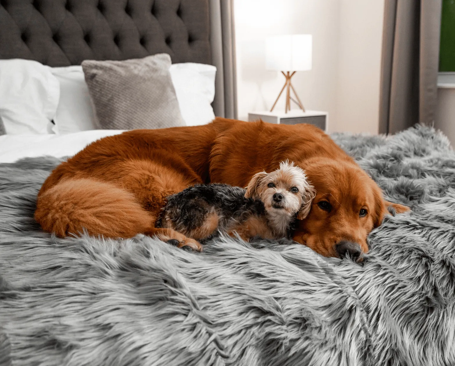 PupRug™ Orthopedic Bed   Matching Waterproof Blanket Bundle - Charcoal Grey