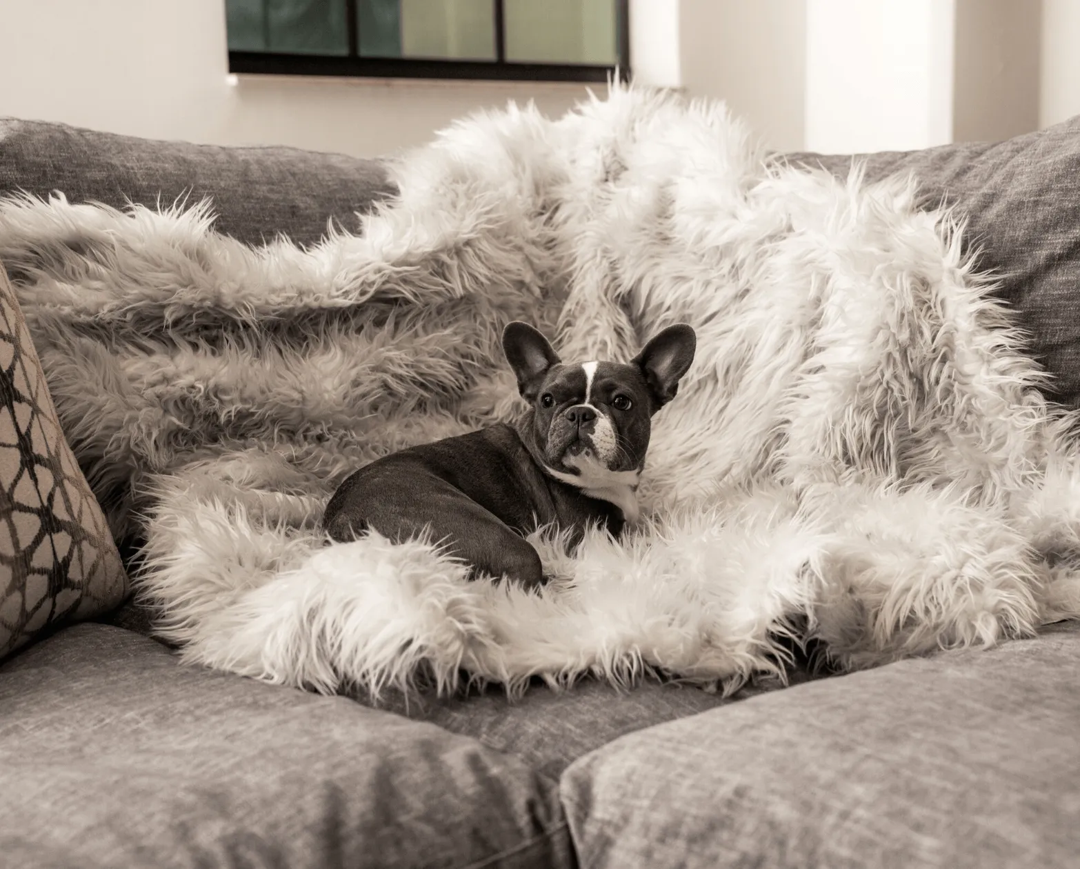 PupRug™ Orthopedic Bed   Matching Waterproof Blanket Bundle - Rectangle Grey