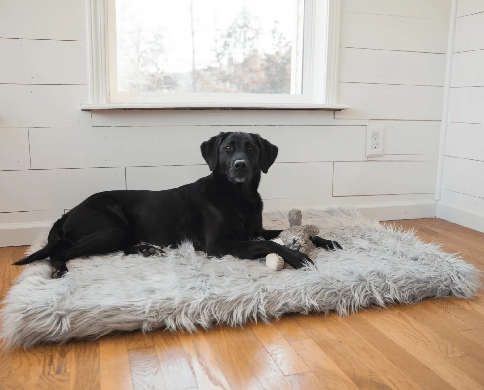 PupRug™ Orthopedic Bed   Matching Waterproof Blanket Bundle - Rectangle Grey
