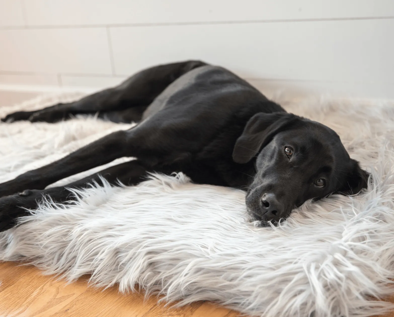 PupRug™ Orthopedic Bed   Matching Waterproof Blanket Bundle - Rectangle Grey