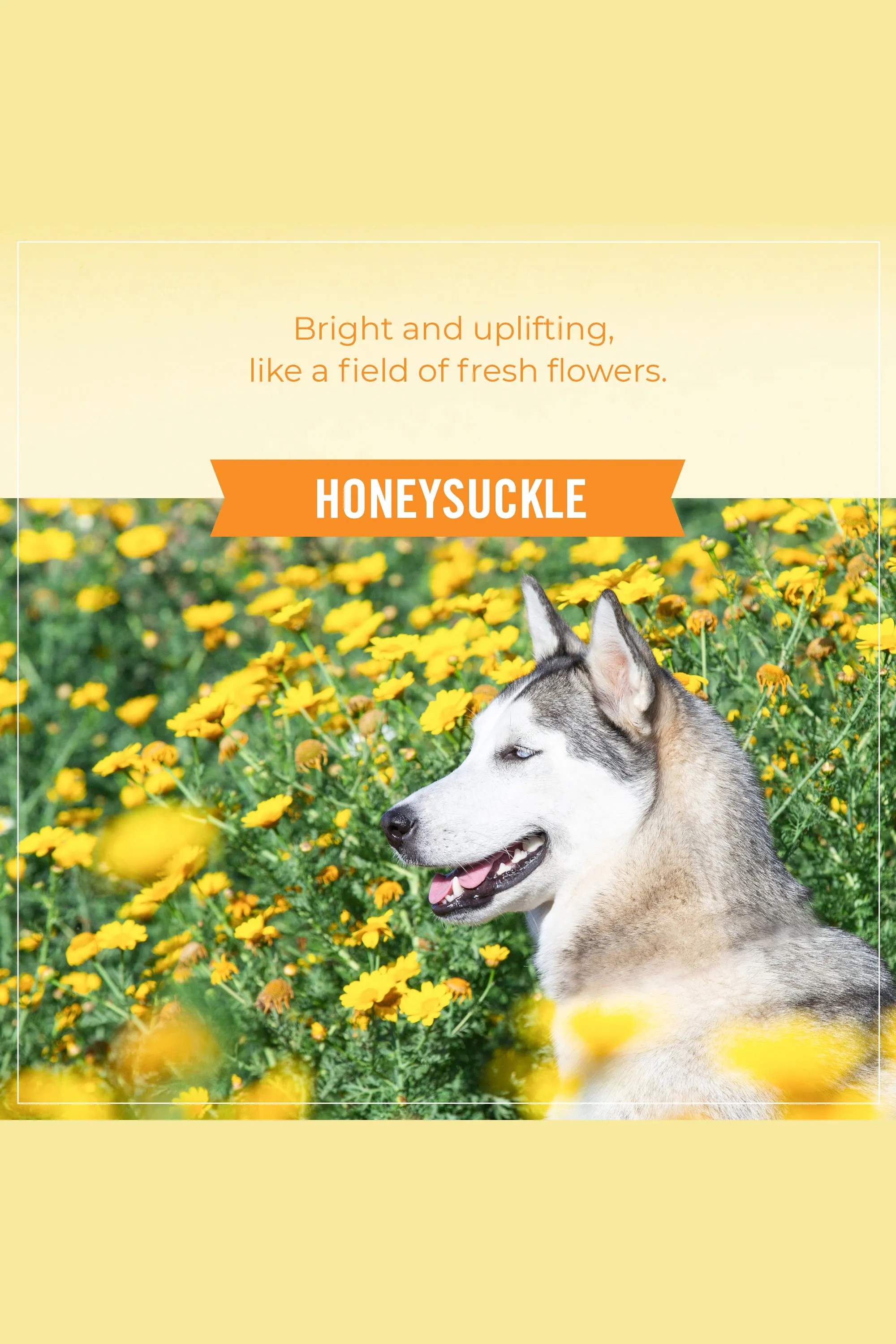 Skout's Honor Probiotic Honeysuckle Detangler